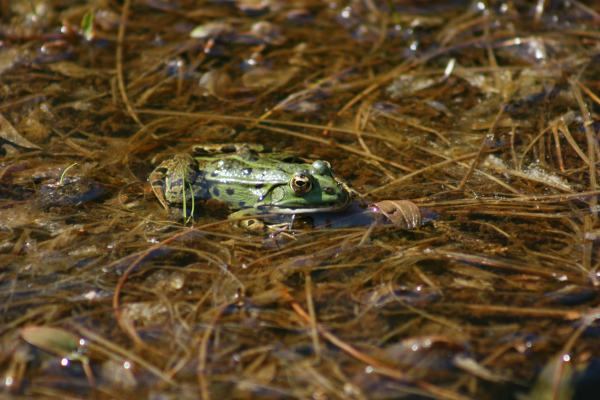 Grenouille verte (Pelophylax kl. esculentus) © Nicolas Macaire LPO